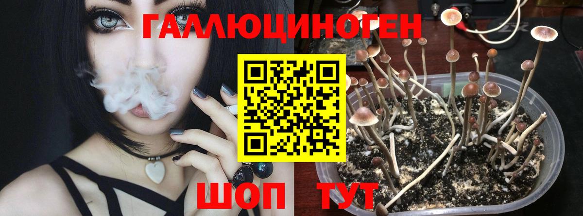Фролово  Псилоцибиновые грибы MAGIC MUSHROOMS  Вход с VPN 